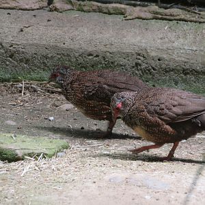 Stone Partridges