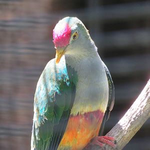 Beautiful Fruit Dove