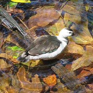 Cotton Pygmy Goose