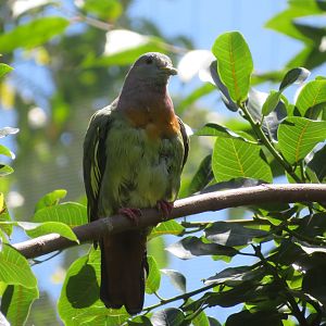 Pink-necked Green Pigeon