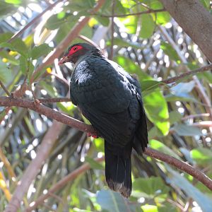 Papuan Mountain Pigeon