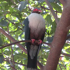 Papuan Mountain Pigeon