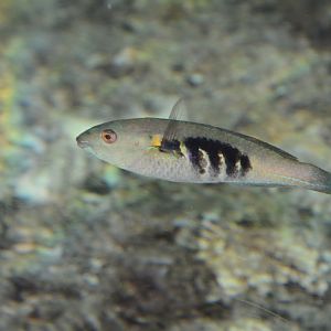 Japanese black-blotched wrasse (Stethojulis maculata)