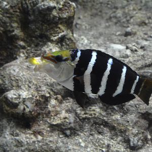 Barred thicklip wrasse (Hemigymnus fasciatus)