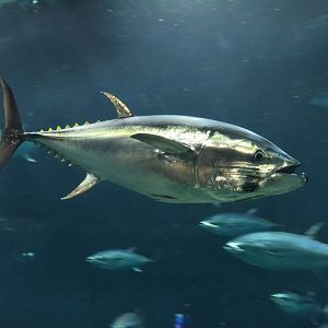 Pacific bluefin tuna (Thunnus orientalis)