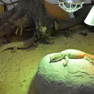 Savanna monitor
