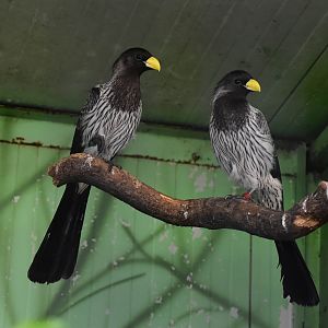 Western plantain-eaters (Crinifer piscator)