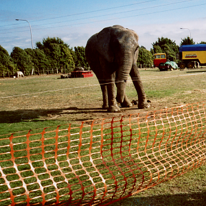 Jumbo / Mila post-circus performance (2005?)