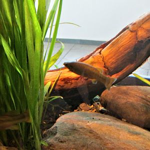 Girardidinichthys viviparus or mexclapique de la cuenca de Mexico