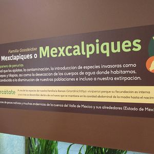 sign for mexcalpiques fish