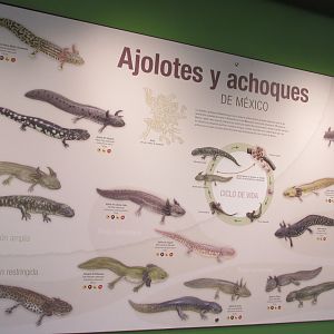 sign for axolotls and salamanders of Mexico