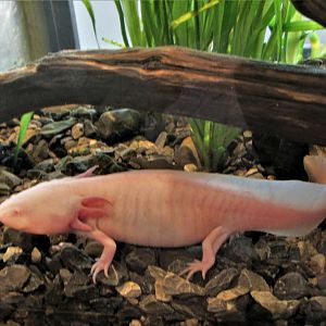 lake xochimilco axolotl