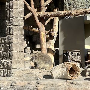 North American Porcupine