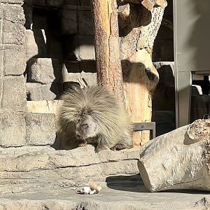 North American Porcupine