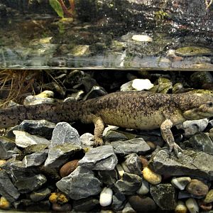 axolotl de Toluca or mexican granular salamander