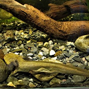 Lake Patzcuaro axolotl