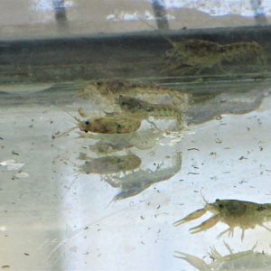 central mexican freshwater crawfish cambarellus montezumae