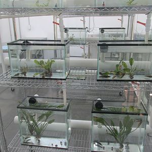 axolotl breeding tanks