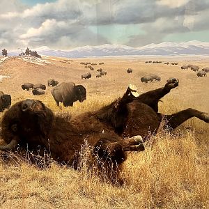 Plains Bison