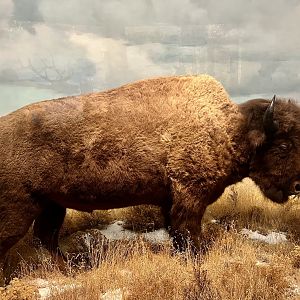 Plains Bison