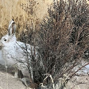 White-tailed Jackrabbit