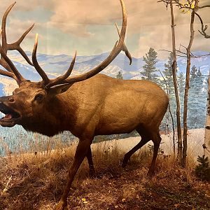 Bull Elk in Rut
