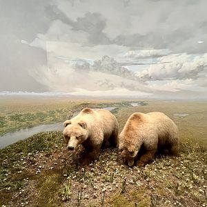 Brown Bears on Arctic Tundra