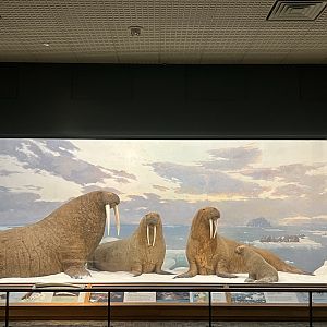 Walrus Diorama