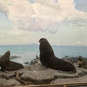 Northern Fur Seals