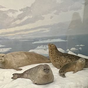 Ice Seals - Bearded, Ringed, and Spotted