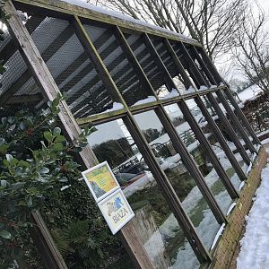 Turkmenian Eagle Owl Aviary at Tropical Butterfly House (March 2023)