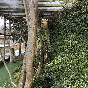 Turkmenian Eagle Owl Aviary at Tropical Butterfly House (March 2023)