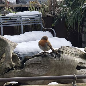 Robin in the Snow at Tropical Butterfly House (March 2023)