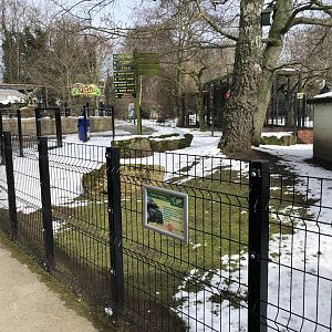 Sulcata Tortoise Enclosure at Tropical Butterfly House (March 2023)