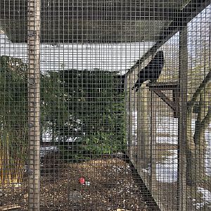 Common Raven Aviary at Tropical Butterfly House (March 2023)