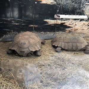 Tortoise House Interior at Tropical Butterfly House (March 2023)