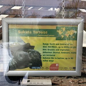 Signage Example (Sulcata Tortoise) at Tropical Butterfly House (March 2023)