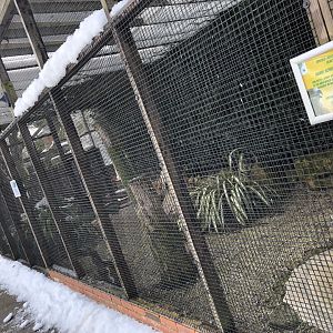 Black Kite Aviary at Tropical Butterfly House (March 2023)
