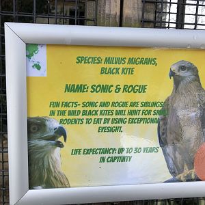 Signage Example (Black Kite) at Tropical Butterfly House (March 2023)