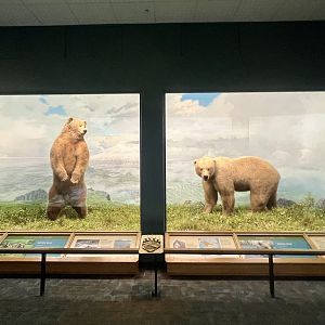 Brown Bear Diorama