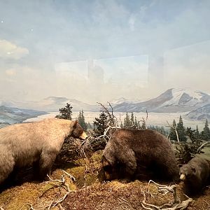 “Glacier” Bears
