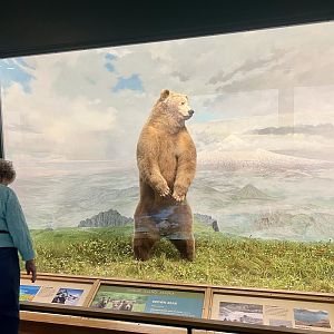 Guest Viewing Brown Bear