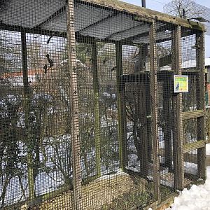 Little Owl Aviary at Tropical Butterfly House (March 2023)
