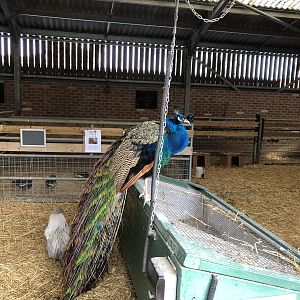 Farm Barn Interior at Tropical Butterfly House (March 2023)
