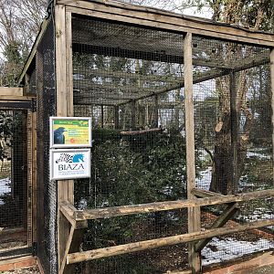 Harris's Hawk Aviary at Tropical Butterfly House (March 2023)
