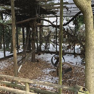 Red Squirrel Enclosure at Tropical Butterfly House (March 2023)