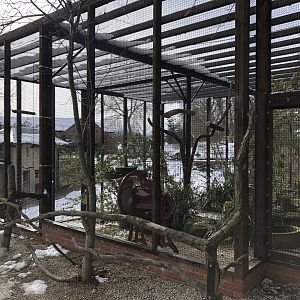 Parrot Kingdom (?) at Tropical Butterfly House (March 2023)