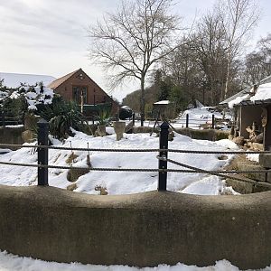Meerkat/Porcupine Enclosure in the Snow at Tropical Butterfly House (March 2023)