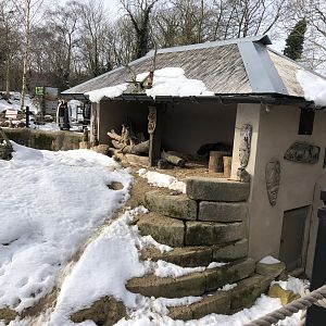 Meerkat/Porcupine House at Tropical Butterfly House (March 2023)
