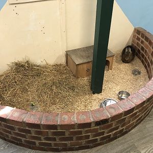 Rabbit Enclosure at Tropical Butterfly House (March 2023)